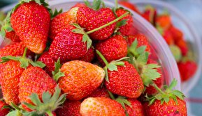 تصاویر / جشنواره توت فرنگی اورامانات