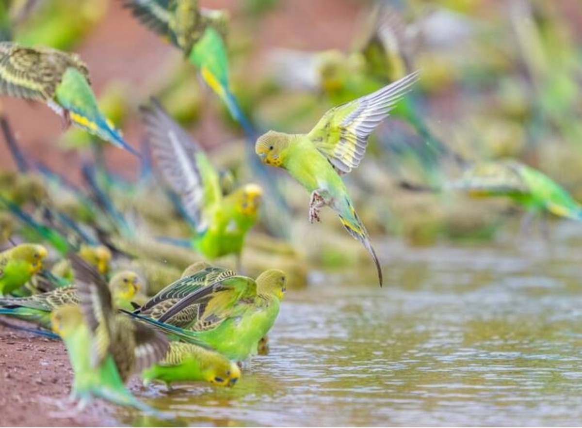 عکس | علاقه المیرا شریفی‌مقدم به طوطی‌ها