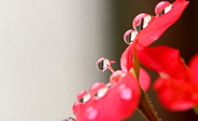 تصاویر / دنیای شگفت انگیز ذره بینی