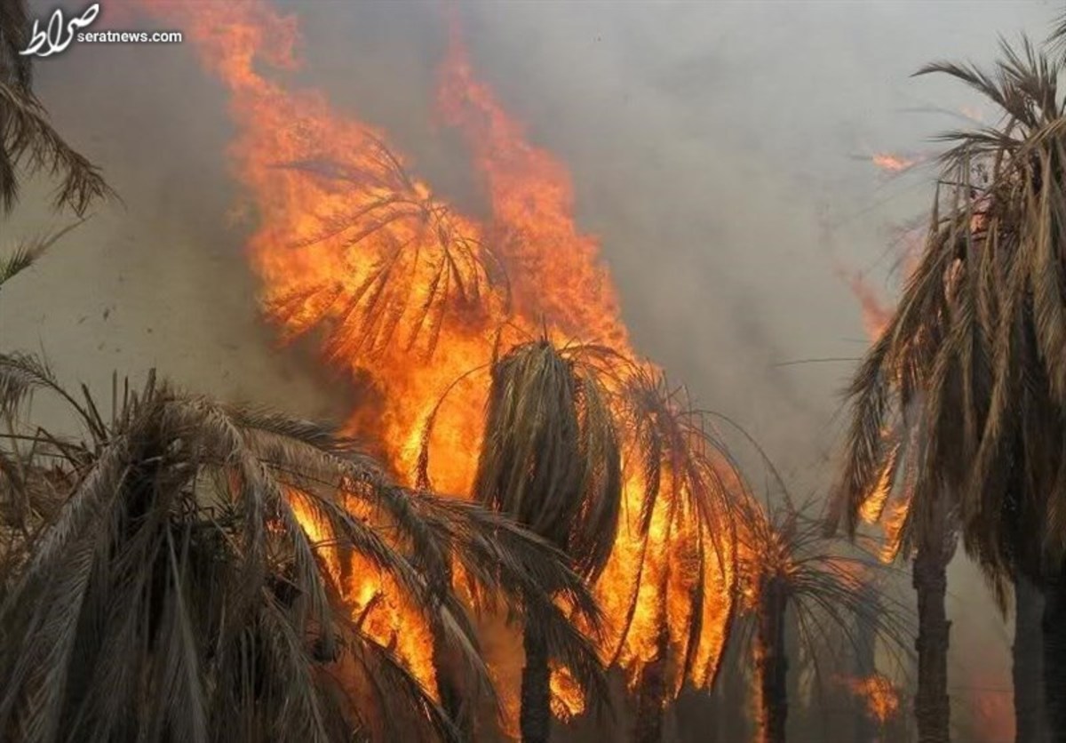 آتش‌سوزی در نخلستان‌های نیکشهر/ ۲۰۰۰ درخت مثمر خاکستر شد