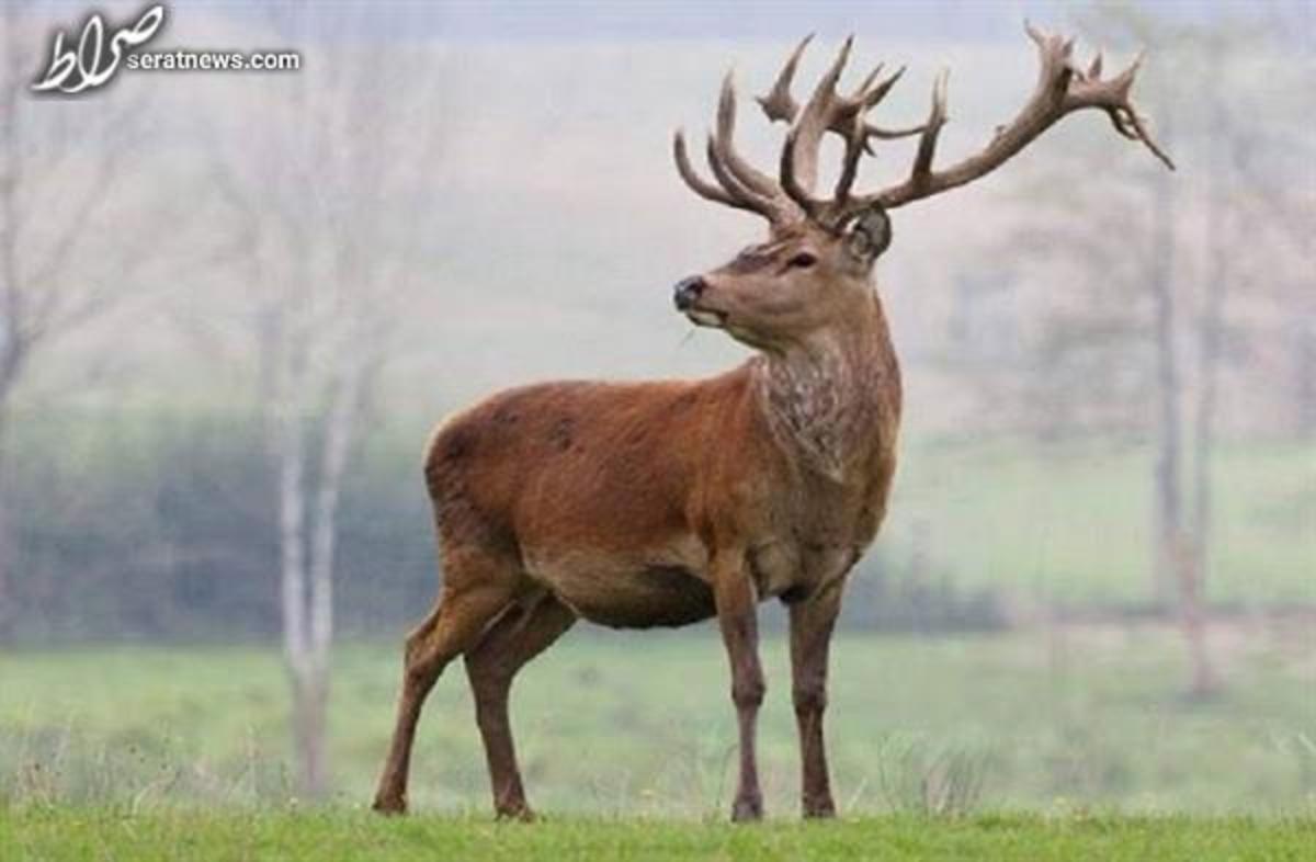 دستور قضایی برای پرونده گوزنهای قرمز ایرانی