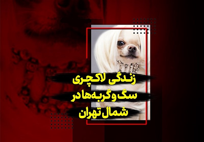فیلم / زندگی لاکچری سگ و گربه‌ها در شمال تهران