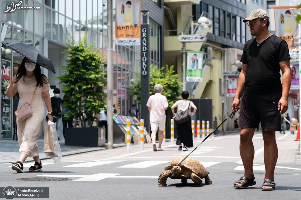 عکس/ حیوان خانگی مرد ژاپنی!