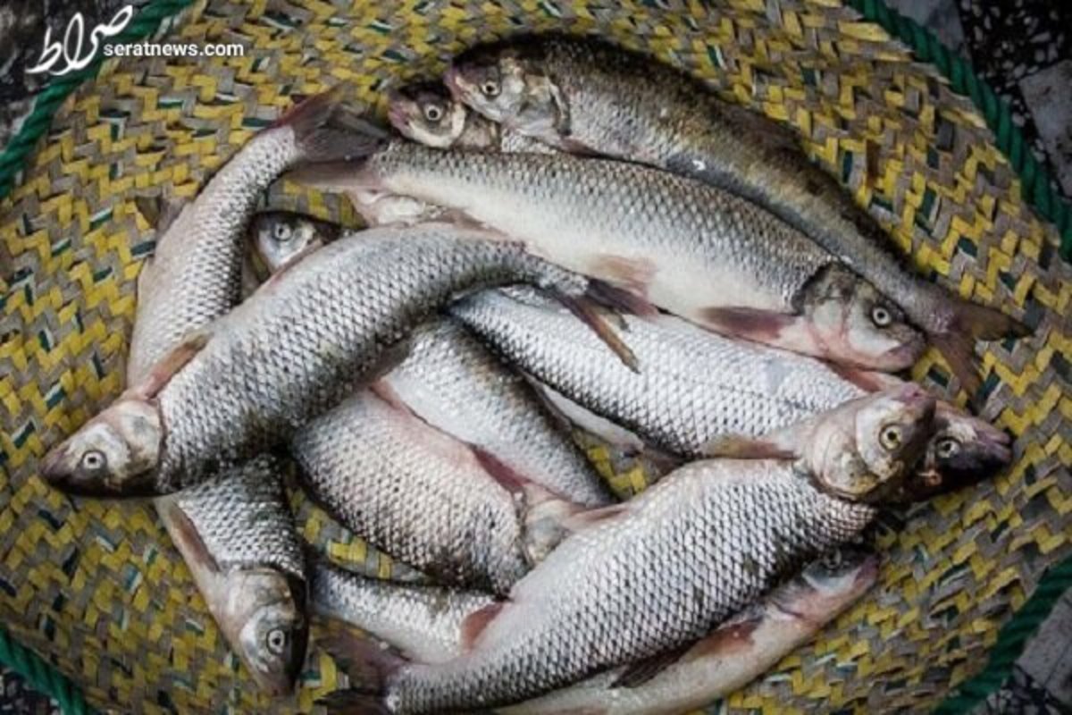 قیمت انواع ماهی امروز سه‌شنبه چهاردهم تیرماه ۱۴۰۱