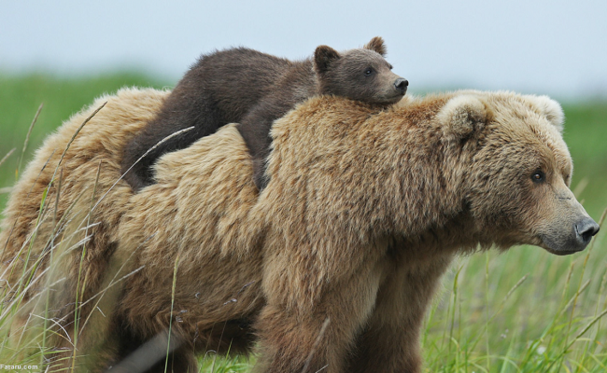 فیلم/ مرگ مردم آمریکا در خودروها بر اثر یخبندان