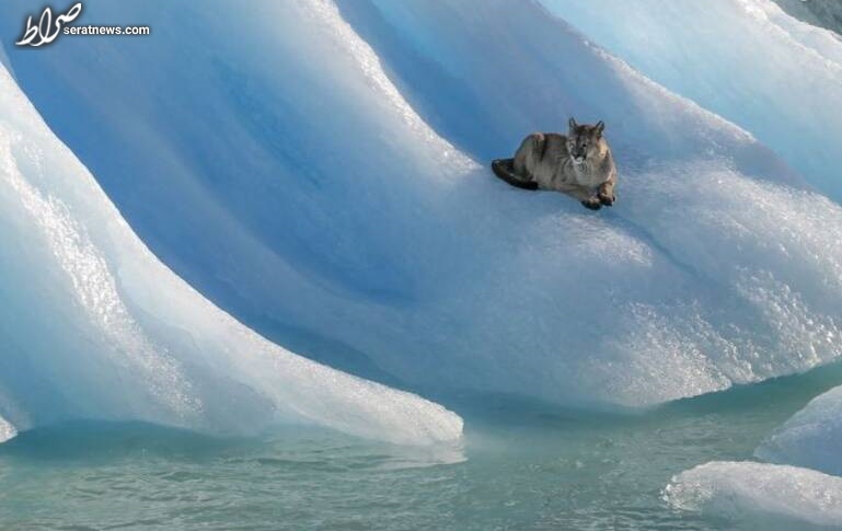 عکس/ گربه سانی بر کوه یخ