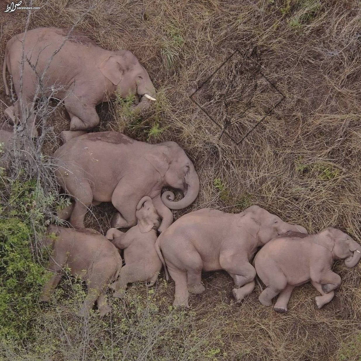 عکس / خواب خانوادگی فیل‌ها