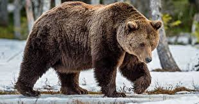 فیلم/ فریاد‌های شجاعانه یک مرد بر سر خرس مهاجم برای دفاع از زن و بچه‌اش