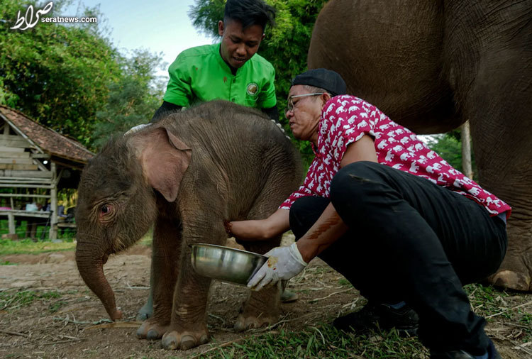 عکس/ نگرانی برای سلامتی بچه فیل