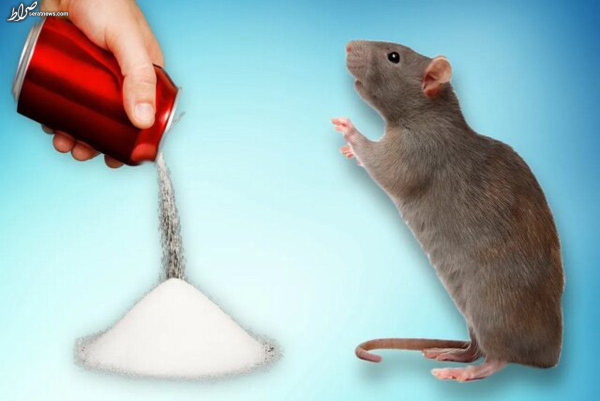 آسیب شدید مغزی موشها پس از ۲ ماه نوشیدن نوشابه