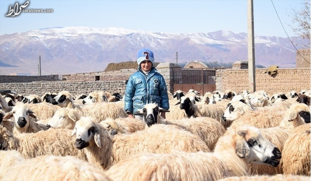 ازسرگیری صادرات دام تا ۲ هفته آینده/ دام ایران به ۲ برابر قیمت جهانی فروش می‌رود