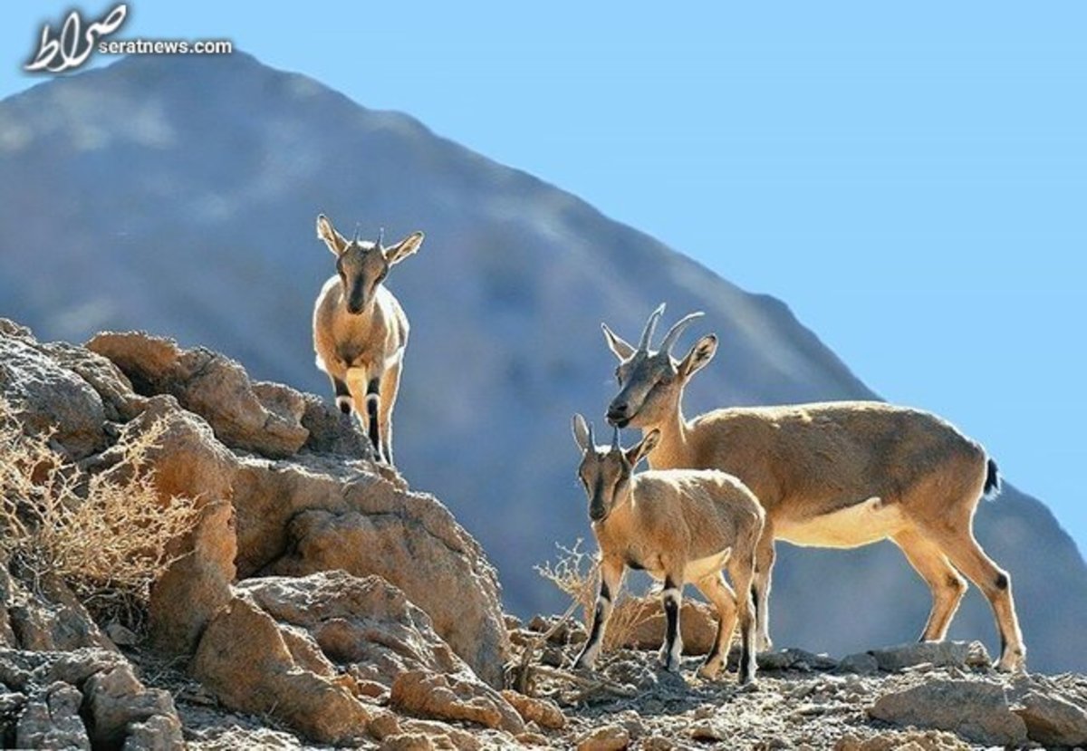 کنترل طاعون نشخوارکنندگان در طالقان