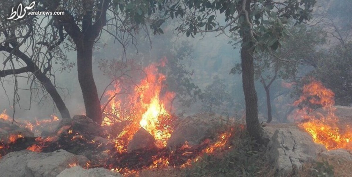 آتش به جان جنگل‌های هفت خال افتاد / عملیات اطفا کند پیش می‌رود