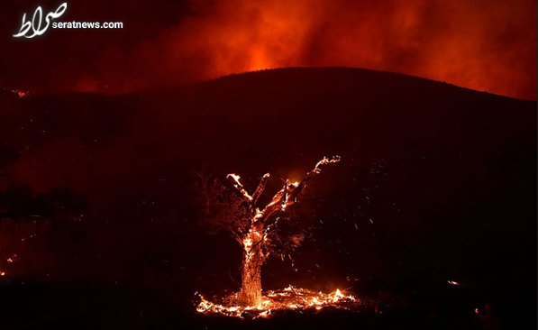 عکس / جدال با آتش در جنگل های ایالت کالیفرنیا آمریکا/ خبرگزاری فرانسه