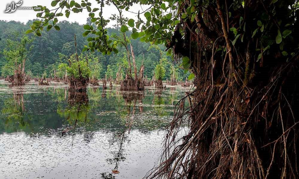 عکس / دریاچه‌ای خوف‌ناک در میان جنگل‌های مازندران