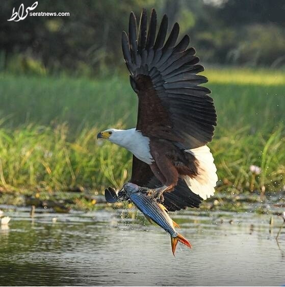 عکس/ شکار ماهی توسط عقاب