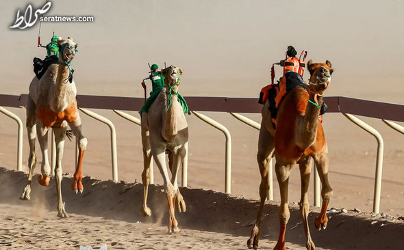 عکس / مسابقات شترسواری در امارات