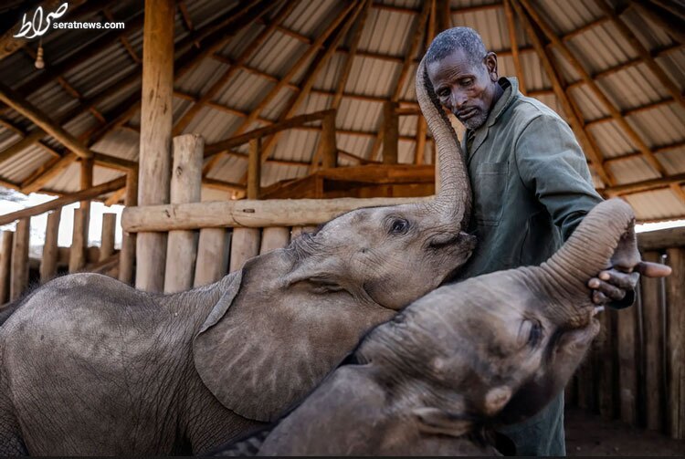 عکس/ مرکز حفاظت از حیوانات در برابر خشکسالی در کنیا