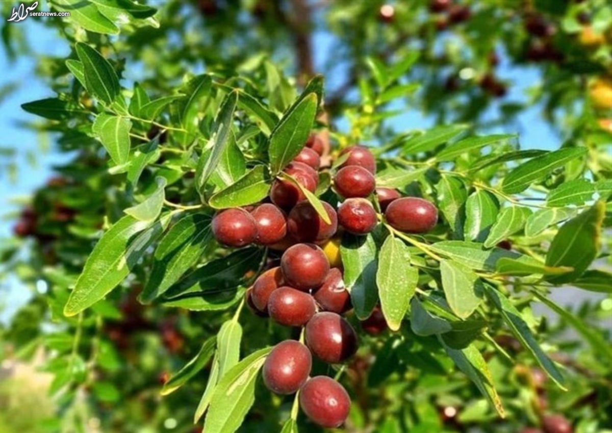 نسخههای خانگی برای درمان