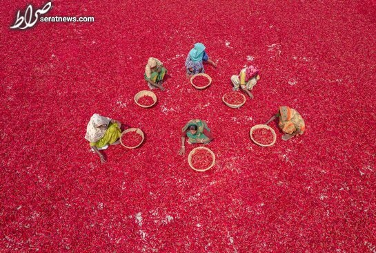 عکس / خشک کردن فلفل قرمز در بنگلادش