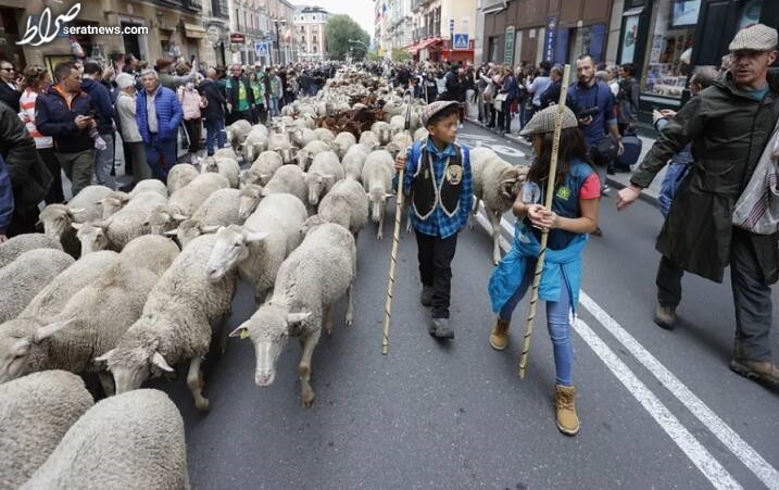 عکس/ گله‌های گوسفند در مادرید
