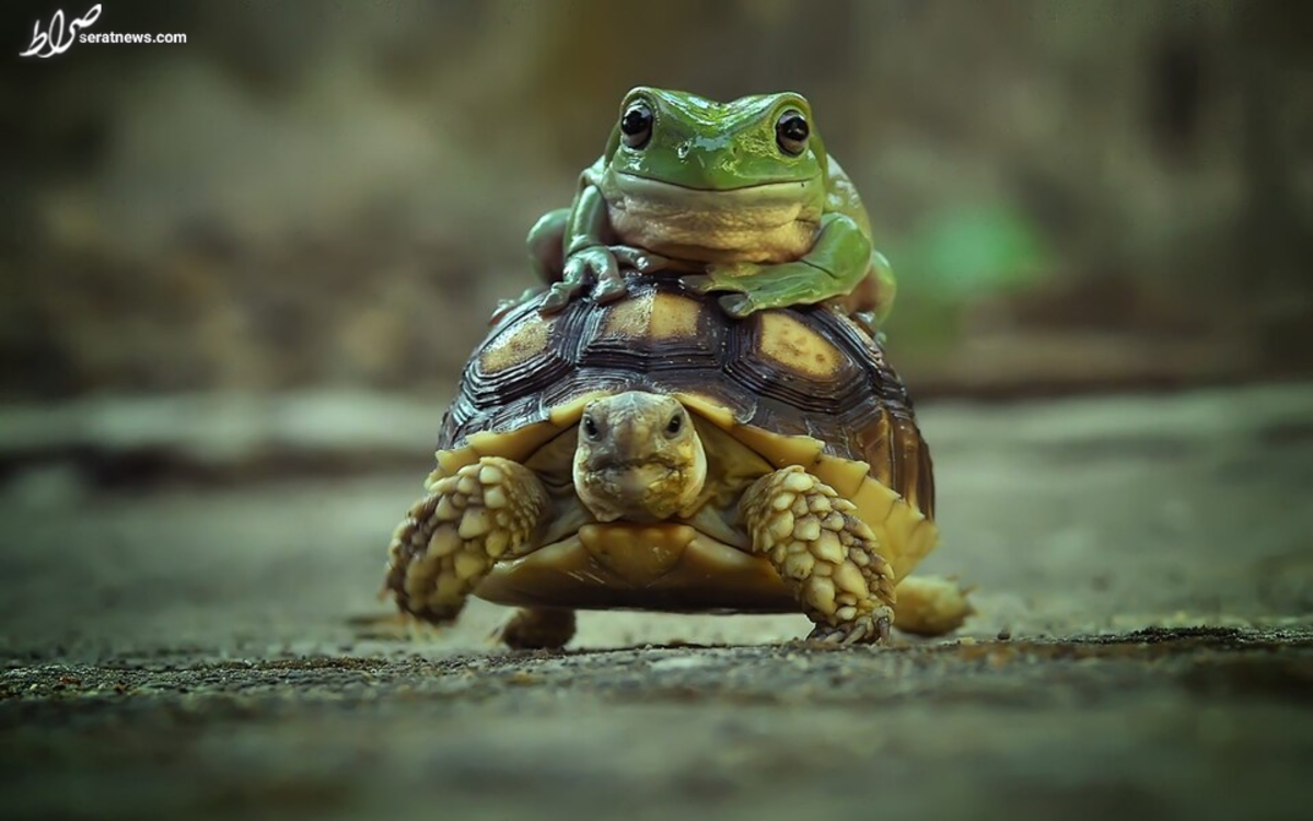 تصاویر/ بزرگ‌ترین جشنواره شتر در آسیا