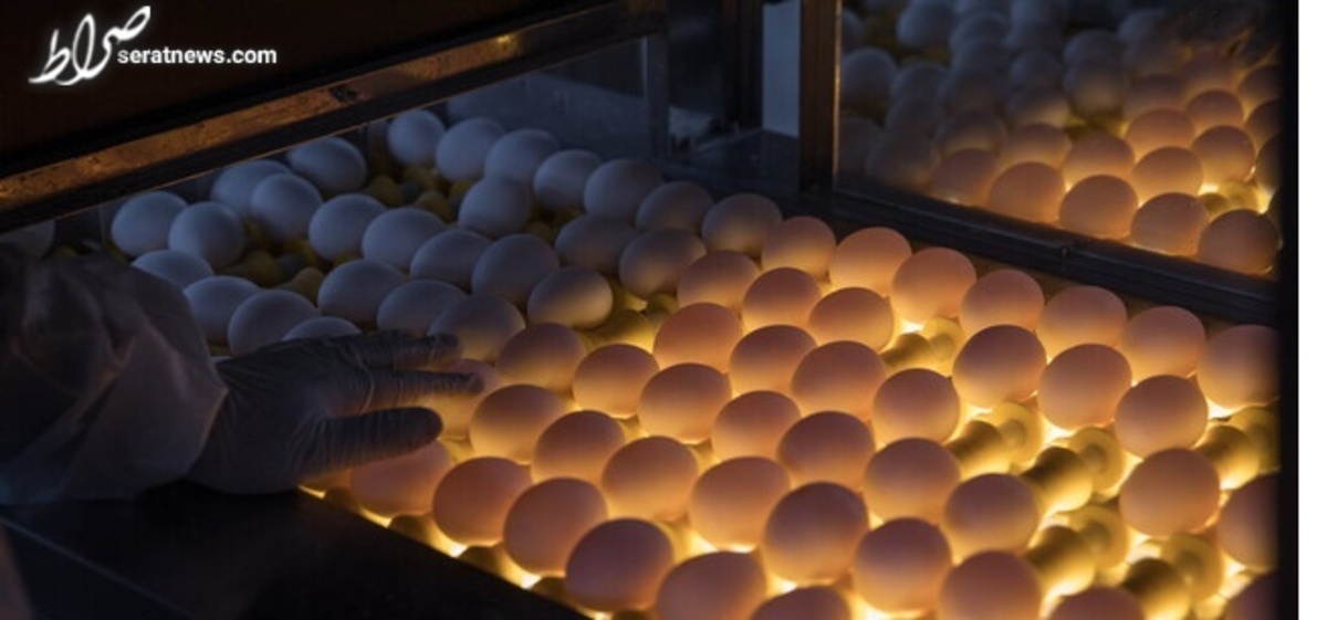 قیمت تمام شده هر کیلو تخم‌مرغ؛ ۴۳ هزار تومان