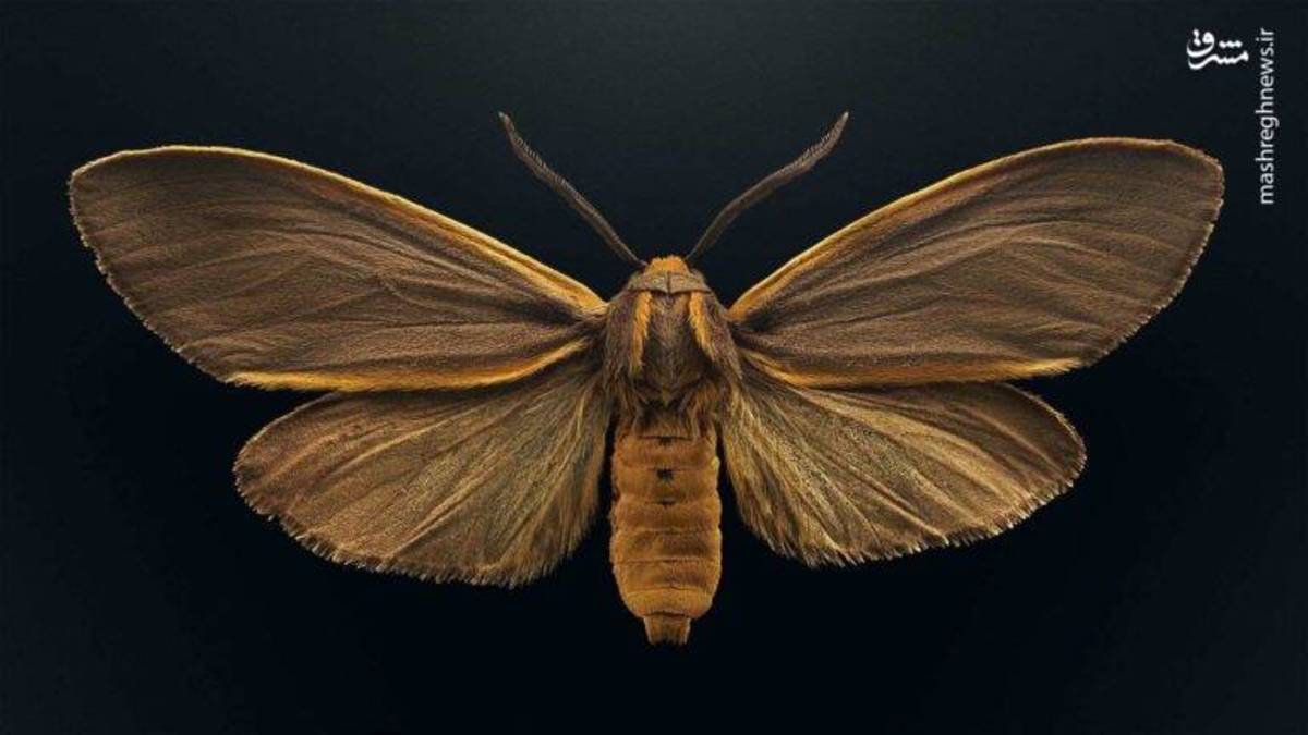 تصاویر/ زندگی دشوار اهالی سرپل ذهاب در گرمای شدید هوا