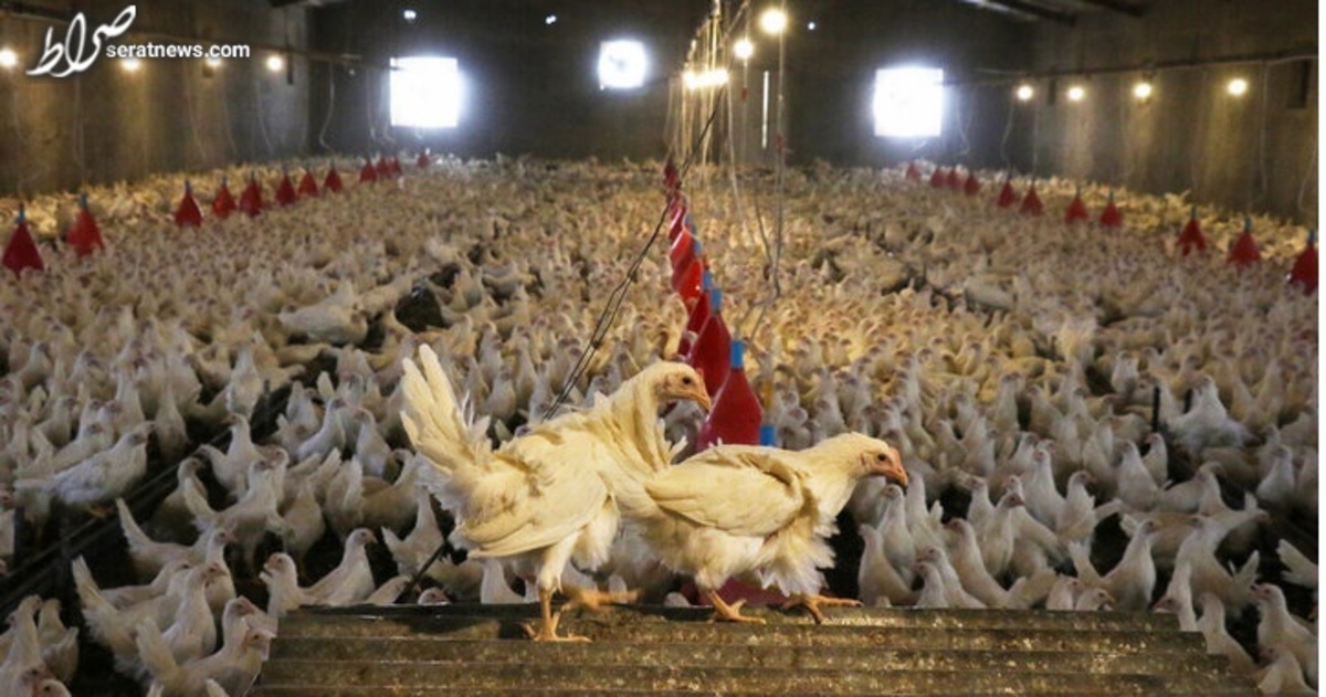 دلیل کاهش قیمت مرغ چیست؟ /عرضه  مرغ به قیمت زیر نرخ مصوب