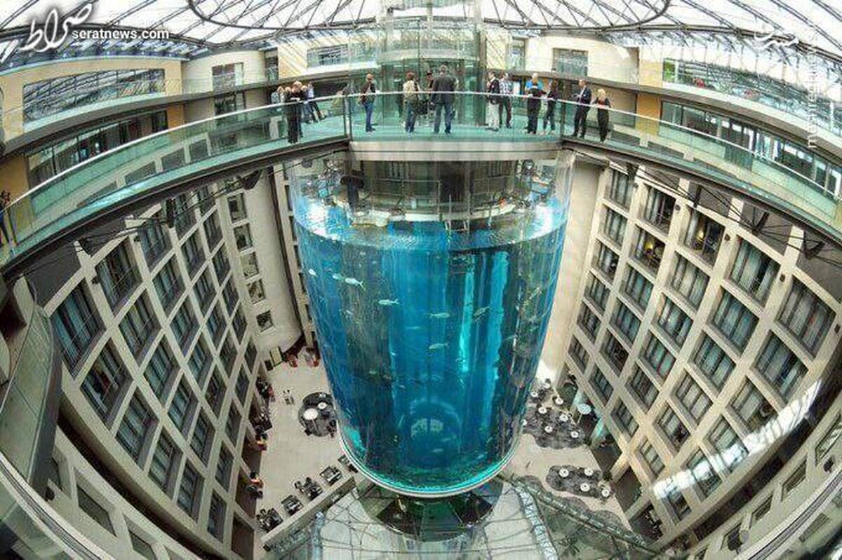 فیلم/ قطع درخت مشهور کریسمس