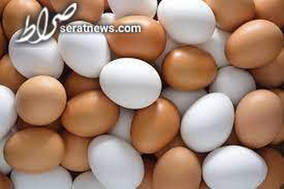 اعلام قیمت جدید تخم مرغ توسط میادین میوه و تره ملاک نیست/ دولت باید نرخ دهد