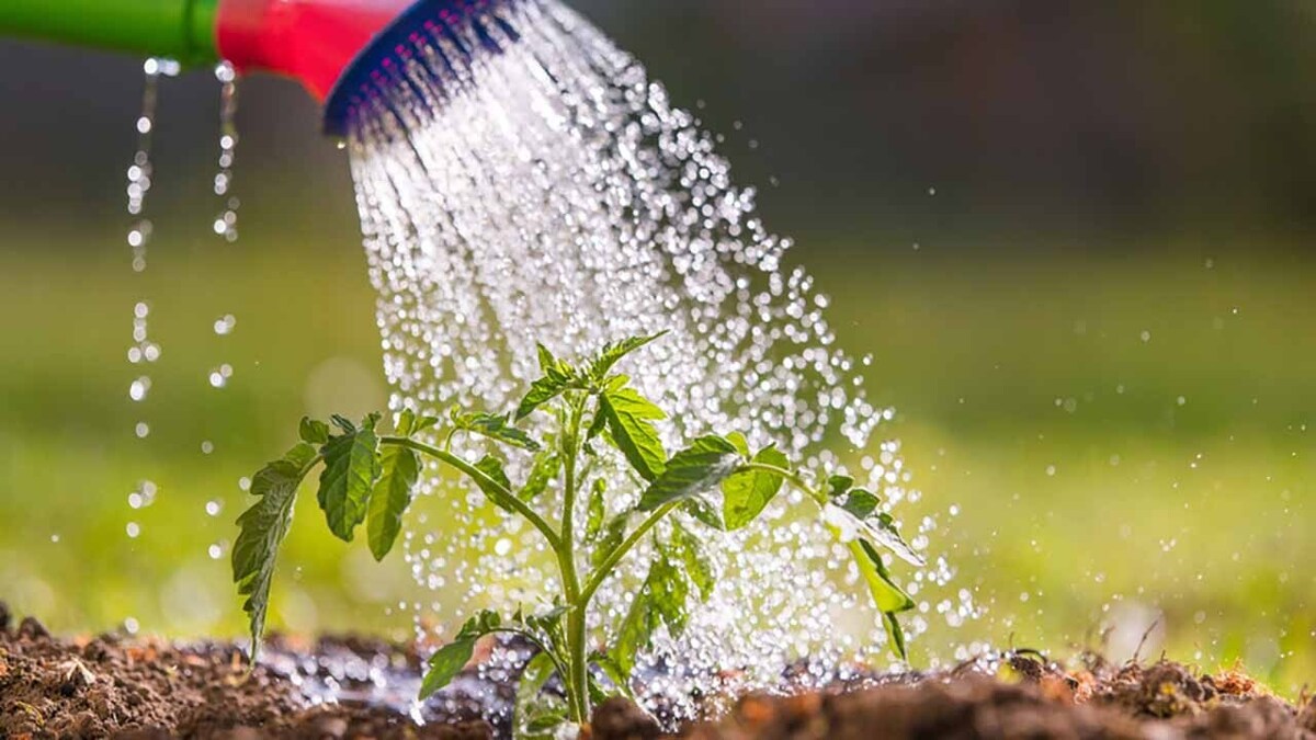 حیوانات صدای گیاهان را میشنوند!