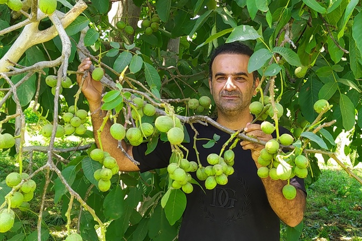 فروش نهال گردو فرنور پیوندی، پربارترین نهال گردو سردسیری