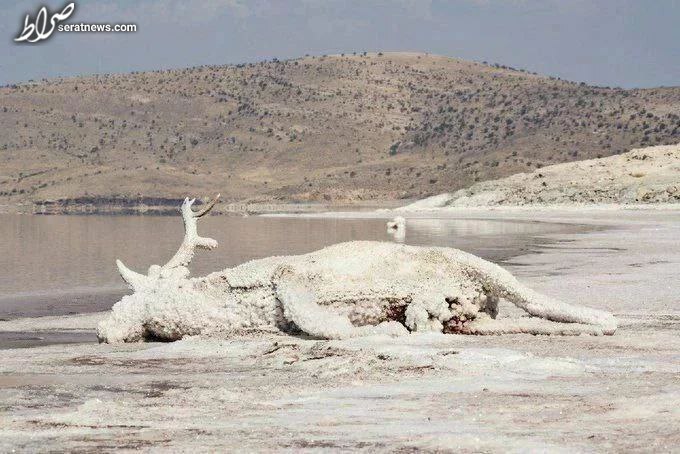 عکس / تلخ‌ترین عکس از دریاچه ارومیه