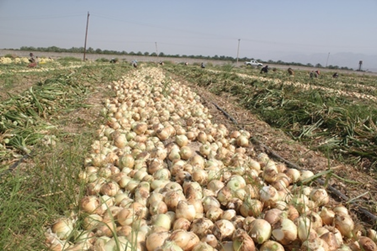 صادرات ۳۴ میلیون دلاری پیاز در ۷ ماهه نخست سالجاری