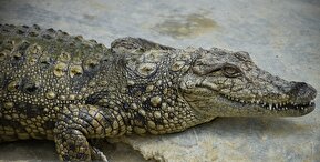 تصاویر / «گاندو» تنها تمساح پوزه کوتاه حیات وحش ایران