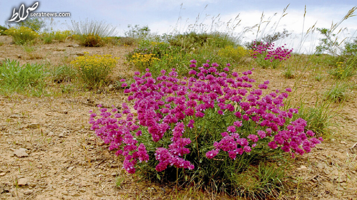 کویر جوانه زد