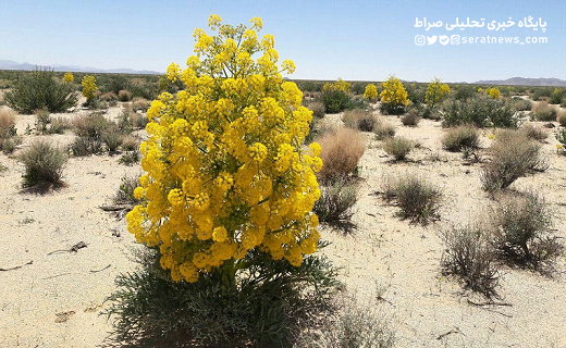 کویر جوانه زد