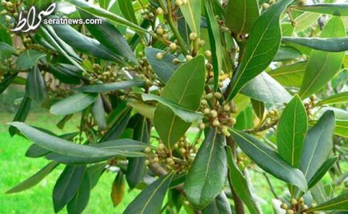 گیاهی معطر که «عفونت ادراری» و «دندان درد» را درمان میکند
