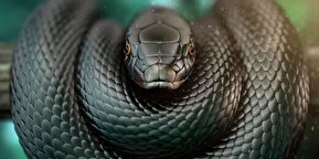 فیلم / این مار، آدم خوارترین مار جهان شناخته می‌شود