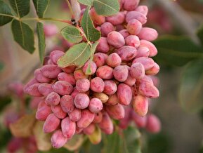 فیلم / داغ سرما بر دل پایتخت پسته جهان