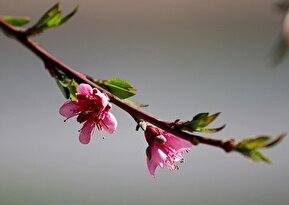 تصاویر / طبیعت بهاری ابهر