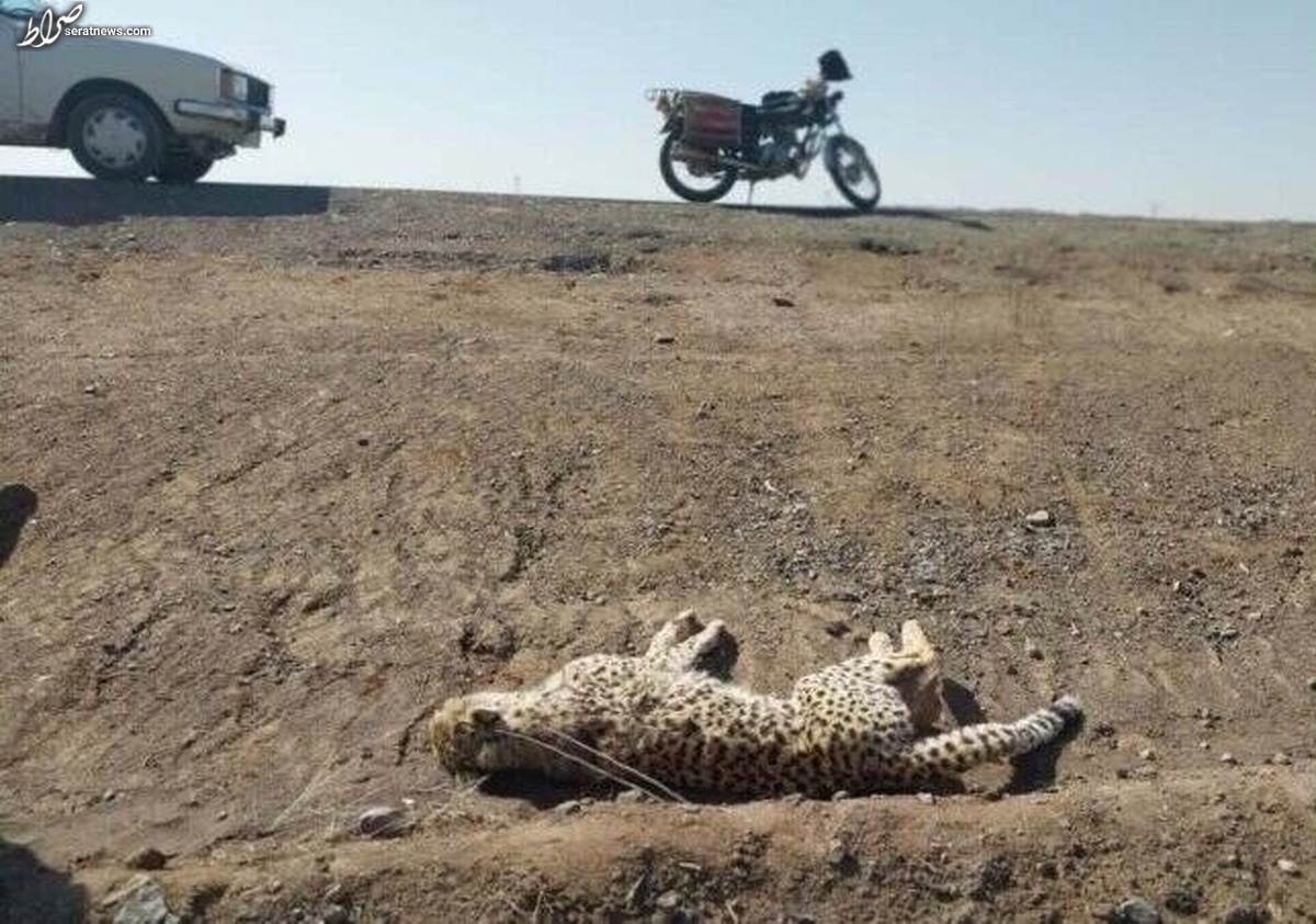 یک یوز ایرانی در جاده میامی تلف شد+ عکس