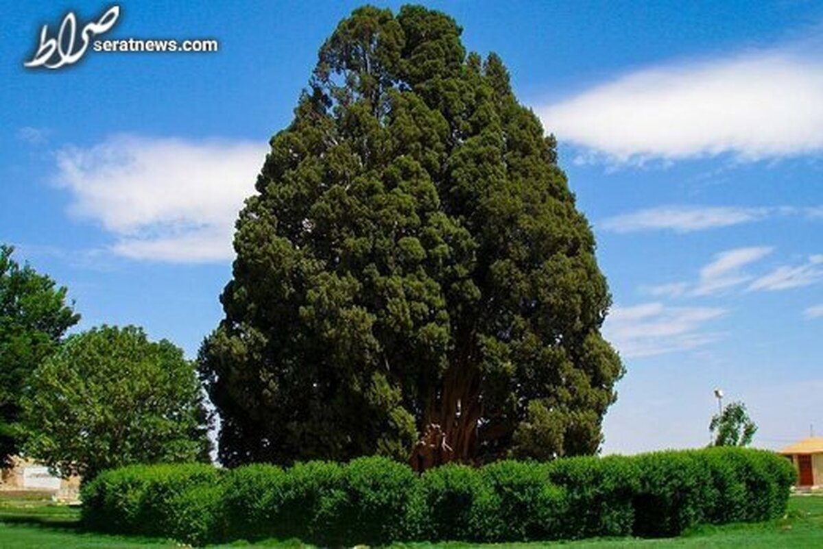 سرور ۴ هزار ساله یا «سرو زرتشت» کجاست؟ / عکس