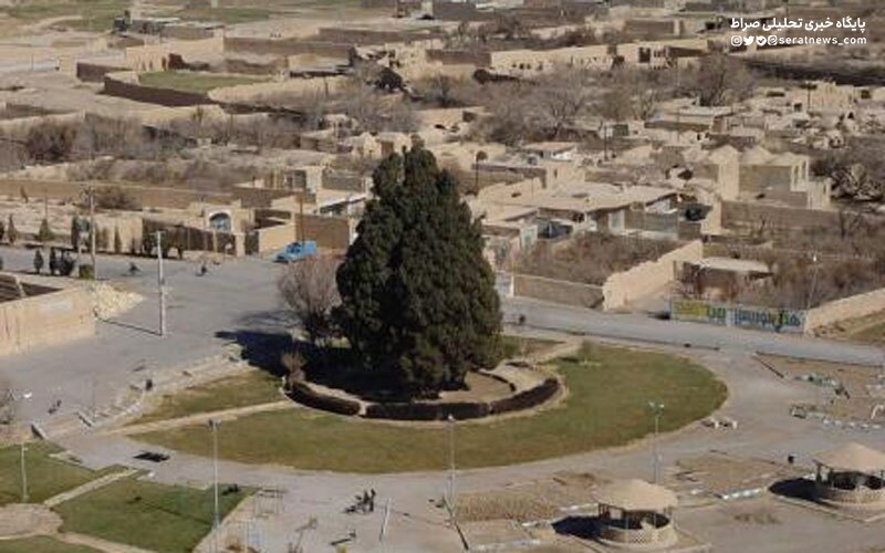سرور ۴ هزار ساله یا «سرو زرتشت» کجاست؟ / عکس