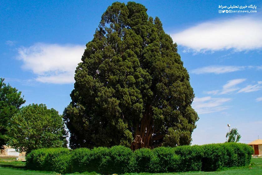 سرور ۴ هزار ساله یا «سرو زرتشت» کجاست؟ / عکس