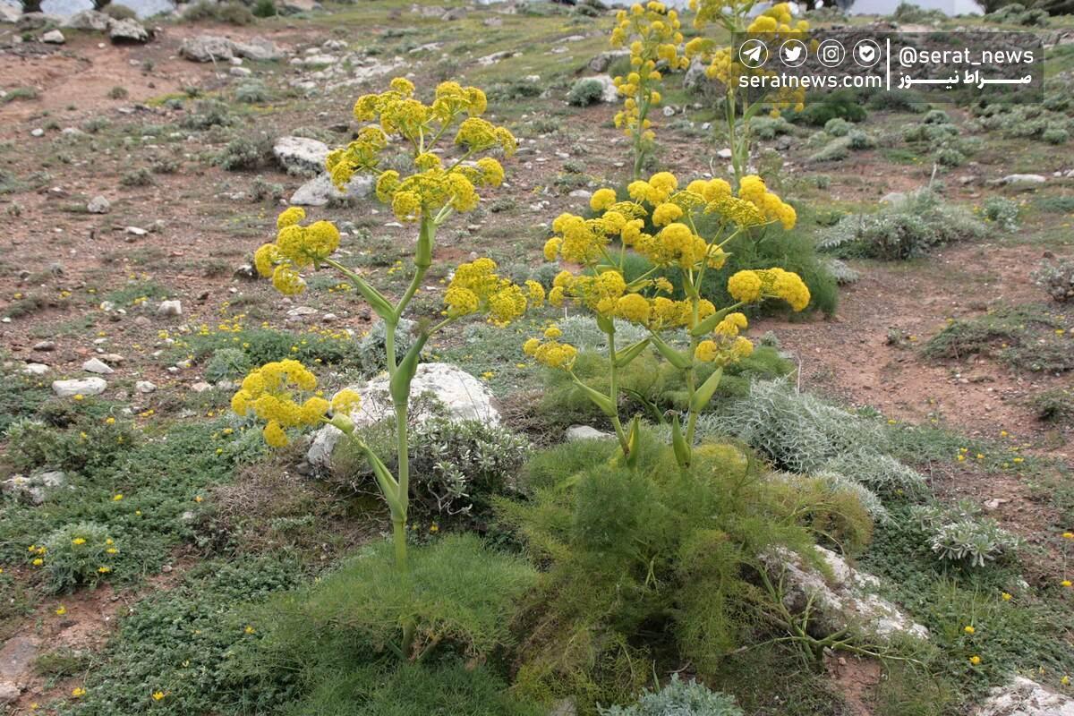 گیاهی که در هر هکتار درآمد میلیاردی برای کشاورز دارد