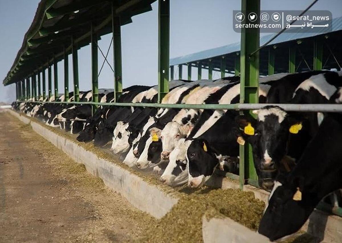 ۸۰ گاو آلوده به تب مالت در یک دامداری