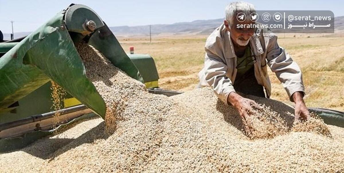 گندم کشور سال بعد خودکفا می‌شود؟