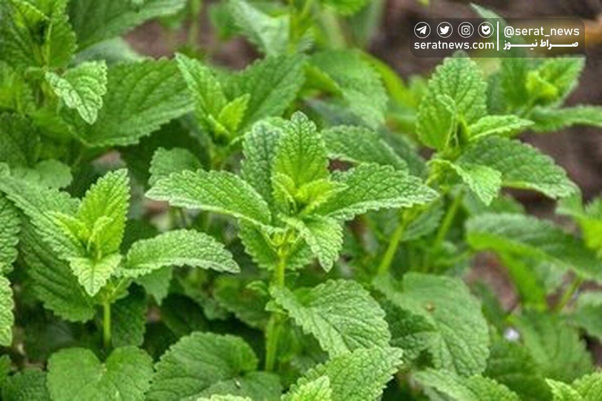 دمنوش این گیاه قاتل نفخ شکم است